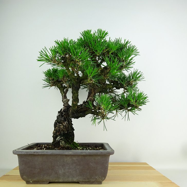 盆栽 松 黒松 千寿丸 樹高 約27cm くろまつ Pinus thunbergii クロマツ マツ科 常緑針葉樹 観賞用 現品 送料無料