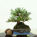 盆栽 松 黒松 樹高 約9cm くろまつ Pinus thunbergii クロマツ マツ科 常緑針葉樹 観賞用 小品 現品