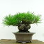 盆栽 松 黒松 樹高 約13cm くろまつ Pinus thunbergii クロマツ マツ科 常緑針葉樹 観賞用 小品 現品