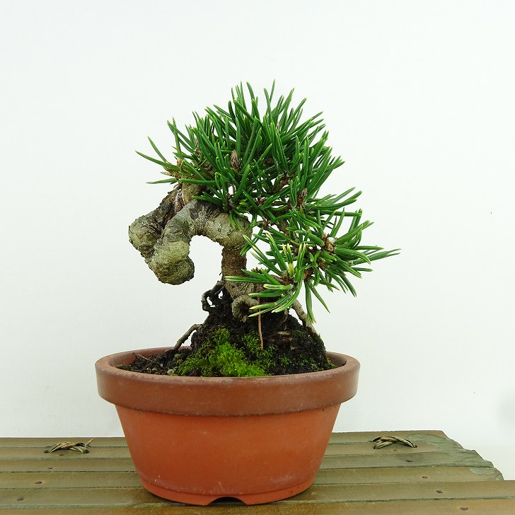 楽天市場】黒松 盆栽 販売(種類(植物)クロマツ(黒松))の通販 楽天市場】黒松 盆栽 販売(種類(植物)クロマツ(黒松))の通販