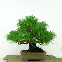 盆栽 松 黒松 樹高 約19cm くろまつ Pinus thunbergii クロマツ マツ科 常緑針葉樹 観賞用 小品 現品