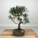 盆栽 松 黒松 樹高 約26cm くろまつ Pinus thunbergii クロマツ マツ科 常緑針葉樹 観賞用 現品 送料無料