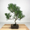 盆栽 松 黒松 樹高 30cm くろまつ Pinus thunbergii クロマツ マツ科 常緑針葉樹 観賞用 現品 送料無料
