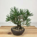 盆栽 松 黒松 樹高 約16cm くろまつ Pinus thunbergii クロマツ マツ科 常緑針葉樹 観賞用 小品 現品