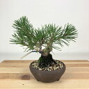 盆栽 松 黒松 樹高 約13cm くろまつ Pinus thunbergii クロマツ マツ科 常緑針葉樹 観賞用 小品 現品 送料無料