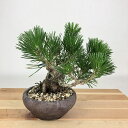 盆栽 松 黒松 樹高 約15cm くろまつ Pinus thunbergii クロマツ マツ科 常緑針葉樹 観賞用 小品 現品 送料無料