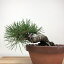 盆栽 松 黒松 樹高 約13cm くろまつ Pinus thunbergii クロマツ マツ科 常緑針葉樹 観賞用 小品 現品