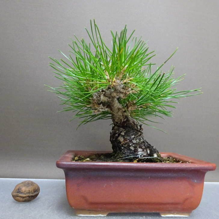 盆栽 松 黒松 樹高 約13cm くろまつ Pinus thunbergii クロマツ マツ科 常緑針葉樹 鑑賞用 観賞用 小品..