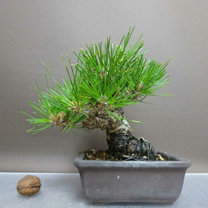 盆栽 松 黒松 樹高 約14cm くろまつ Pinus thunbergii クロマツ マツ科 常緑針葉樹 鑑賞用 観賞用 小品..