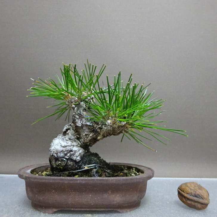 盆栽 松 黒松 樹高 約11.5cm くろまつ Pinus thunbergii クロマツ マツ科 常緑針葉樹 鑑賞用 観賞用 小..