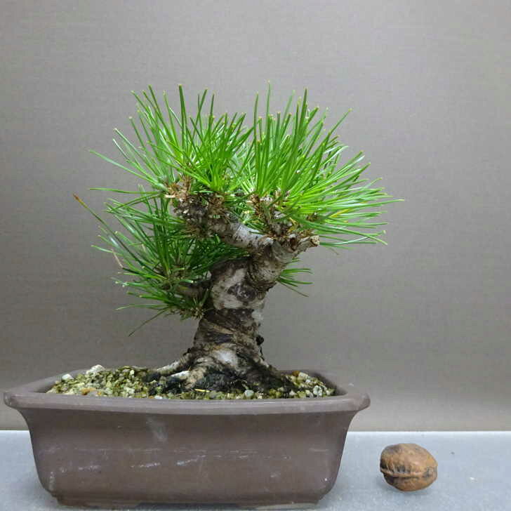 盆栽 松 黒松 樹高 約14cm くろまつ Pinus thunbergii クロマツ マツ科 常緑針葉樹 鑑賞用 観賞用 小品..
