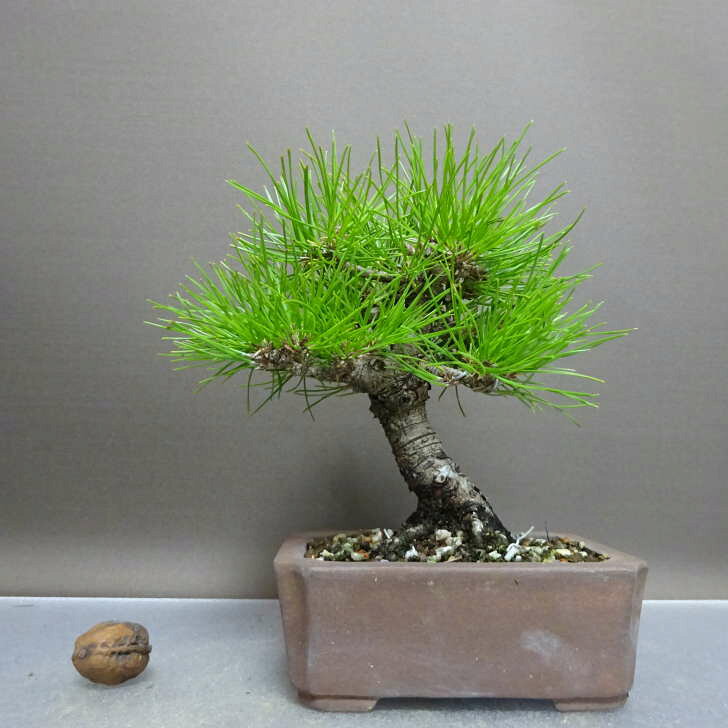 盆栽 松 黒松 樹高 約18cm くろまつ Pinus thunbergii クロマツ マツ科 常緑針葉樹 鑑賞用 観賞用 小品..
