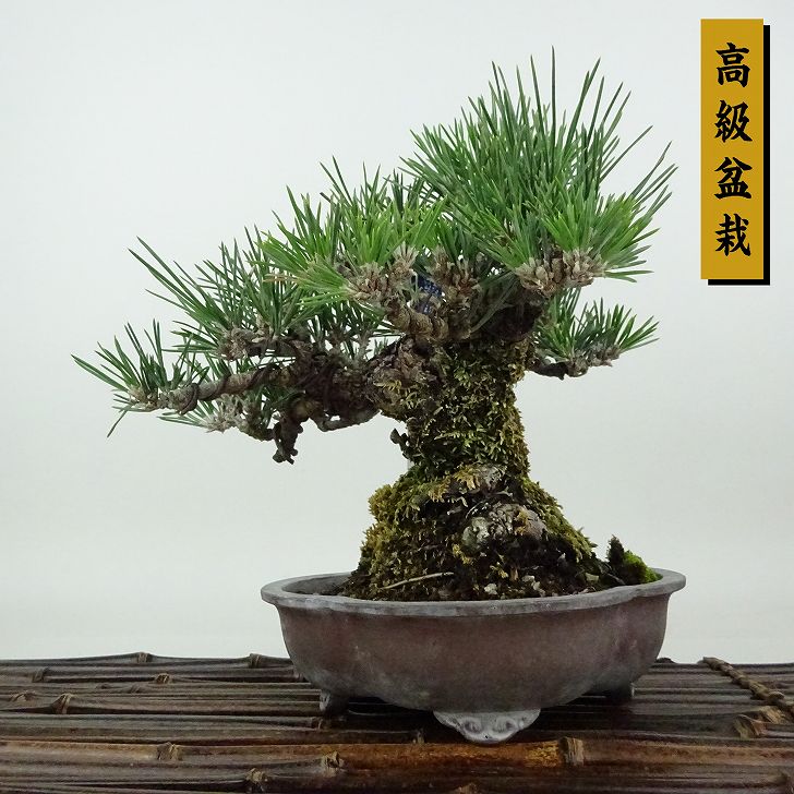 限定セール!】 ミイナ様/売約相談中/お取置ページ】華宝 (か 限定セール!】 ミイナ様/売約相談中/お取置ページ】華宝 (か