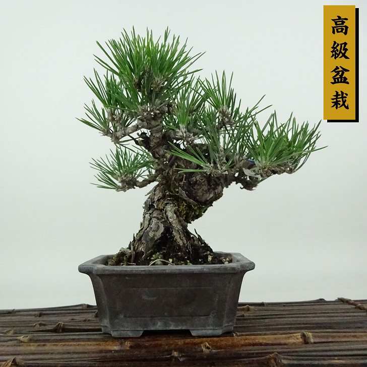 楽天市場】瑞宝(盆栽|花・観葉植物):花・ガーデン・DIYの通販 楽天市場】瑞宝(盆栽|花・観葉植物):花・ガーデン・DIYの通販