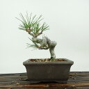 盆栽 松 黒松 樹高 約14cm くろまつ Pinus thunbergii クロマツ マツ科 常緑針葉樹 観賞用 小品 現品 送料無料