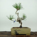 盆栽 松 黒松 登り竜 樹高 約19cm くろまつ Pinus thunbergii クロマツ マツ科 常緑針葉樹 観賞用 小品 現品 送料無料