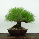 盆栽 松 黒松 樹高 約20cm くろまつ Pinus thunbergii クロマツ マツ科 常緑針葉樹 観賞用 小品 現品
