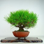 盆栽 松 黒松 樹高 約28cm くろまつ Pinus thunbergii クロマツ マツ科 常緑針葉樹 観賞用 現品 送料無料