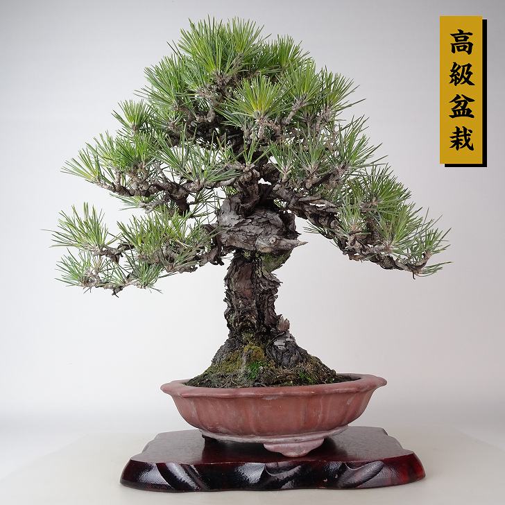 盆栽 松 黒松 樹高 約36cm くろまつ 高級盆栽 Pinus thunbergii クロマツ “ジン” マツ科 常緑針葉樹 観賞用 現品