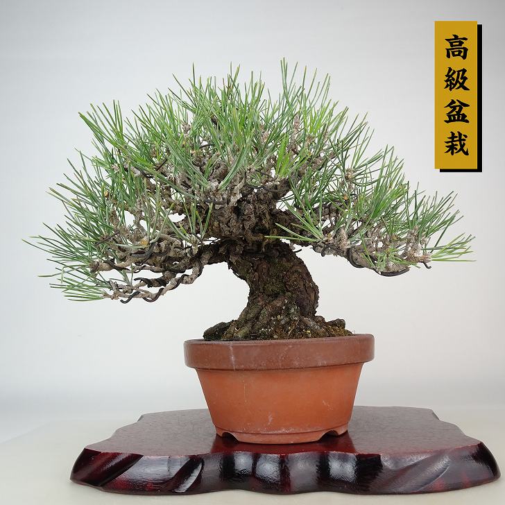 盆栽 松 黒松 樹高 約21cm くろまつ 高級盆栽 Pinus thunbergii クロマツ マツ科 常緑針葉樹 観賞用 現品