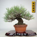 盆栽 松 黒松 樹高 約21cm くろまつ 高級盆栽 Pinus thunbergii クロマツ マツ科 常緑針葉樹 観賞用 現品