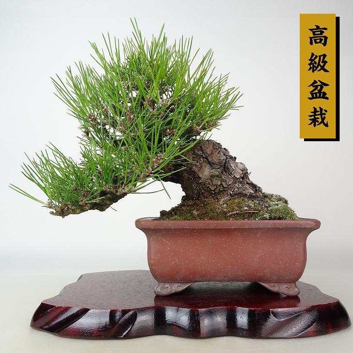 ߺ    22cm ޤ ߺ Pinus thunbergii ޥ ȥ ޥĲ пռ Ѿ 