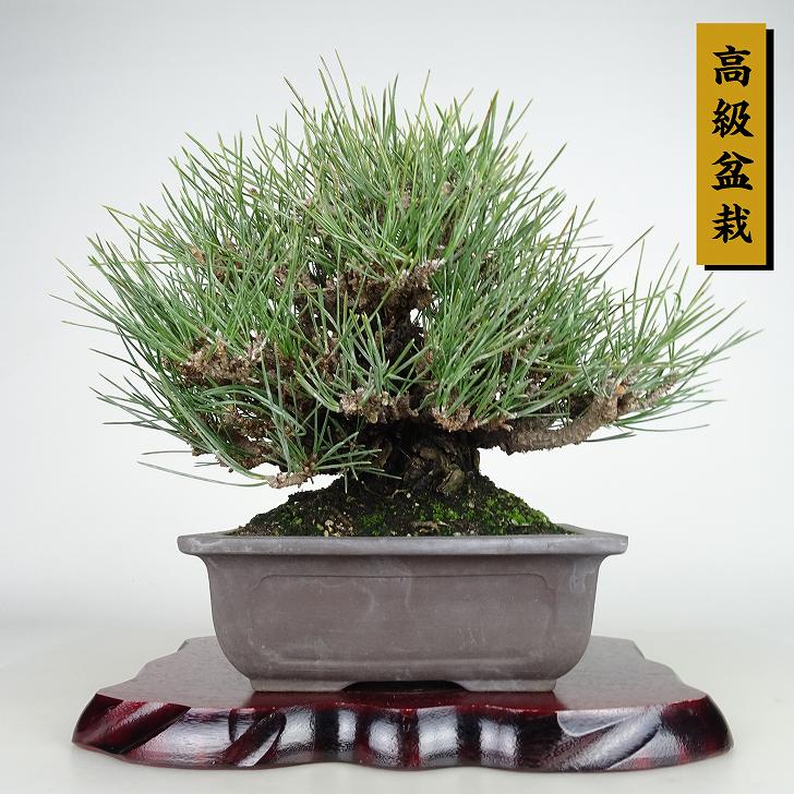 ߺ     18cm ޤ ߺ Pinus thunbergii ޥ ޥĲ пռ Ѿ  