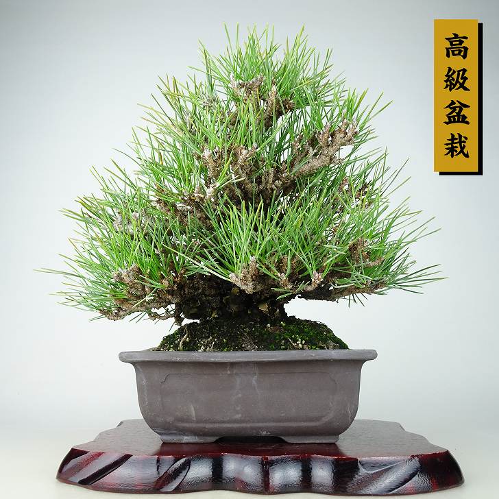 盆栽 松 黒松 瑞宝 樹高 約27cm くろまつ 高級盆栽 Pinus thunbergii クロマツ マツ科 常緑針葉樹 観賞用 現品