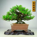 盆栽 松 黒松 樹高 21cm くろまつ 高級盆栽 Pinus thunbergii クロマツ マツ科 常緑針葉樹 観賞用 現品