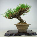 盆栽 松 黒松 樹高 約21cm くろまつ Pinus thunbergii クロマツ マツ科 常緑針葉樹 観賞用 現品