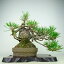 盆栽 松 黒松 樹高 上下 約26cm くろまつ Pinus thunbergii クロマツ マツ科 常緑針葉樹 観賞用 現品 送料無料