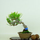 盆栽 松 黒松 樹高 約12cm くろまつ Pinus thunbergii クロマツ マツ科 常緑針葉樹 観賞用 小品 現品 送料無料