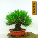 盆栽 松 黒松 樹高 約20cm くろまつ 高級盆栽 Pinus thunbergii クロマツ マツ科 常緑針葉樹 観賞用 小品 現品 送料無料