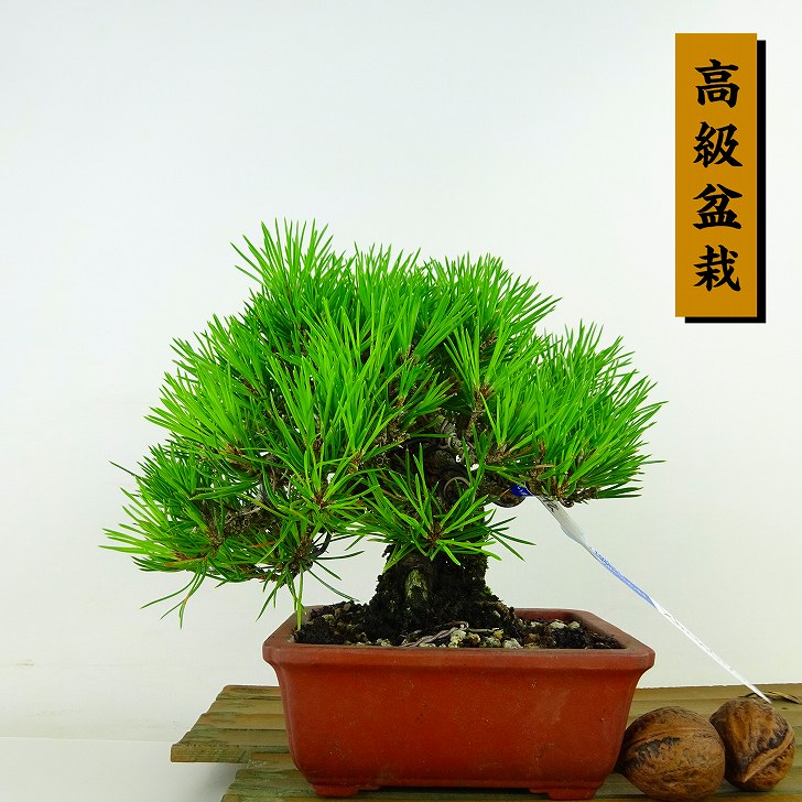 盆栽 松 黒松 樹高 約15cm くろまつ 高級盆栽 Pinus thunbergii クロマツ マツ科 常緑針葉樹 観賞用 小品 現品 送料無料