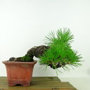 盆栽 松 黒松 樹高 上下 約17cm くろまつ Pinus thunbergii クロマツ マツ科 常緑針葉樹 観賞用 小品 現品
