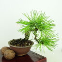 盆栽 松 黒松 樹高 上下 約13cm くろまつ Pinus thunbergii クロマツ マツ科 常緑針葉樹 観賞用 小品 現品 送料無料