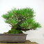 盆栽 松 黒松 樹高 約22cm くろまつ Pinus thunbergii クロマツ マツ科 常緑針葉樹 観賞用 現品