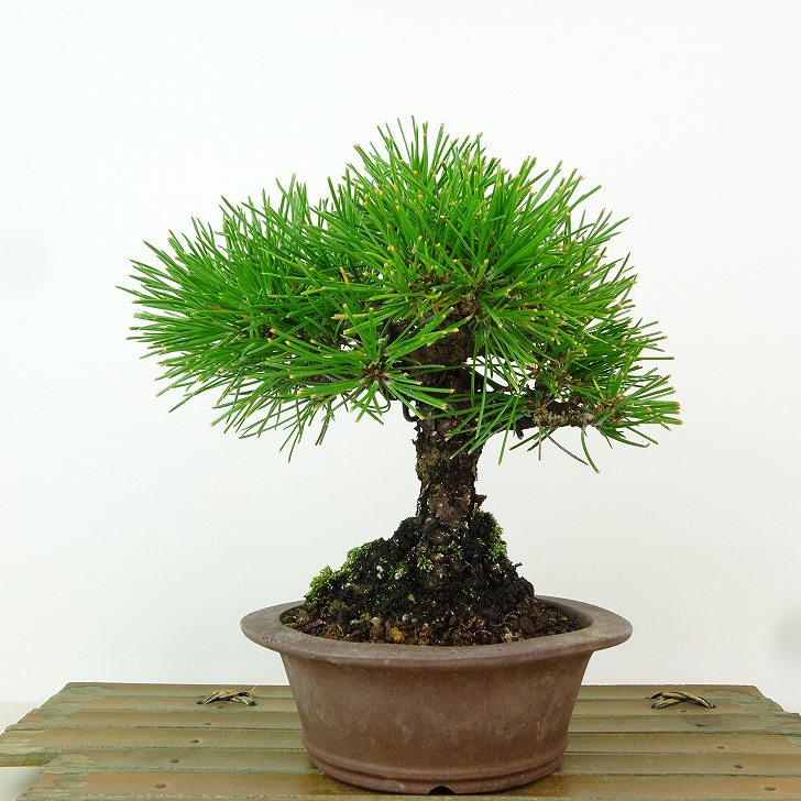 盆栽 松 黒松 樹高 約16cm くろまつ Pinus thunbergii クロマツ マツ科 常緑針葉樹 観賞用 小品 現品 ..