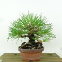 盆栽 松 黒松 樹高 約17cm くろまつ Pinus thunbergii クロマツ マツ科 常緑針葉樹 観賞用 小品 現品