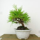 盆栽 松 黒松 樹高 約18cm くろまつ Pinus thunbergii クロマツ マツ科 常緑針葉樹 観賞用 小品 現品 送料無料