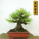 盆栽 松 黒松 樹高 約19cm くろまつ 高級盆栽 Pinus thunbergii クロマツ マツ科 常緑針葉樹 観賞用 小品 現品