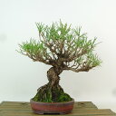 盆栽 松 黒松 樹高 約22cm くろまつ Pinus thunbergii クロマツ マツ科 常緑針葉樹 観賞用 現品