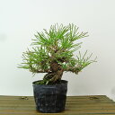 盆栽 松 黒松 樹高 約13cm くろまつ Pinus thunbergii クロマツ マツ科 常緑針葉樹 観賞用 小品 現品