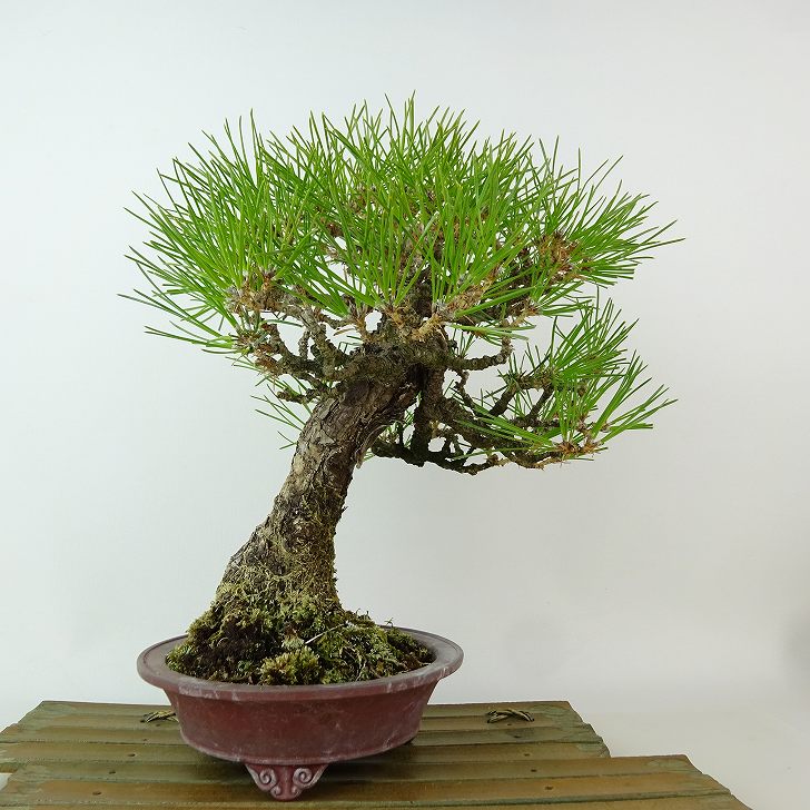 盆栽 松 黒松 樹高 約26cm くろまつ Pinus thunbergii クロマツ マツ科 常緑針葉樹 観賞用 現品