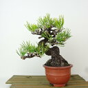 盆栽 松 黒松 樹高 約17cm くろまつ Pinus thunbergii クロマツ マツ科 常緑針葉樹 観賞用 小品 現品