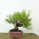 盆栽 松 黒松 樹高 約13cm くろまつ Pinus thunbergii クロマツ マツ科 常緑針葉樹 観賞用 小品 現品 送料無料