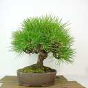 盆栽 松 黒松 樹高 約24cm くろまつ Pinus thunbergii クロマツ マツ科 常緑針葉樹 観賞用 現品