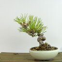 盆栽 松 黒松 樹高 約14cm くろまつ Pinus thunbergii クロマツ マツ科 常緑針葉樹 観賞用 小品 現品 送料無料