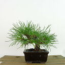 盆栽 松 黒松 樹高 約13cm くろまつ Pinus thunbergii クロマツ マツ科 常緑針葉樹 観賞用 小品 現品 送料無料