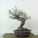 盆栽 松 黒松 樹高 約20cm くろまつ Pinus thunbergii クロマツ マツ科 常緑針葉樹 観賞用 小品 現品 送料無料